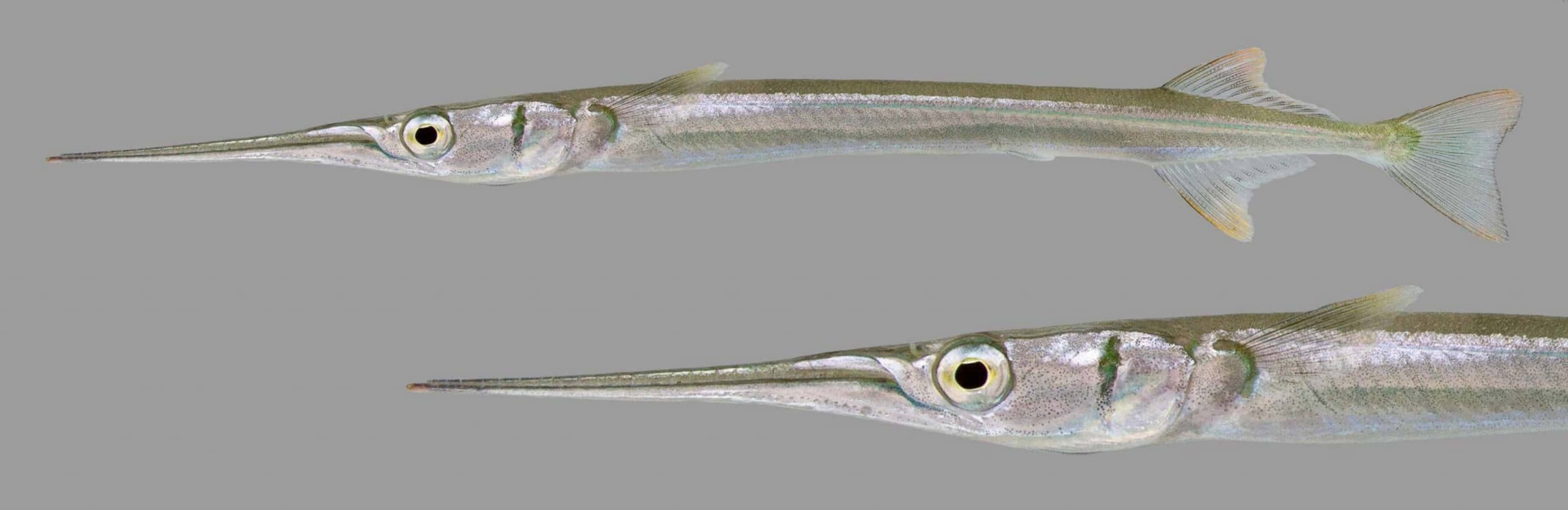 Needlefish Side View Wallpaper