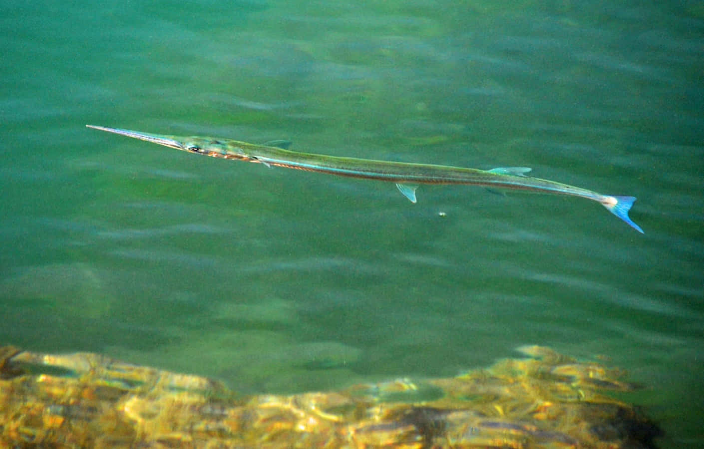 Needlefish Swimming Clear Waters Wallpaper