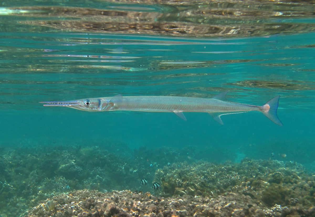 Needlefish Swimming Underwater Wallpaper