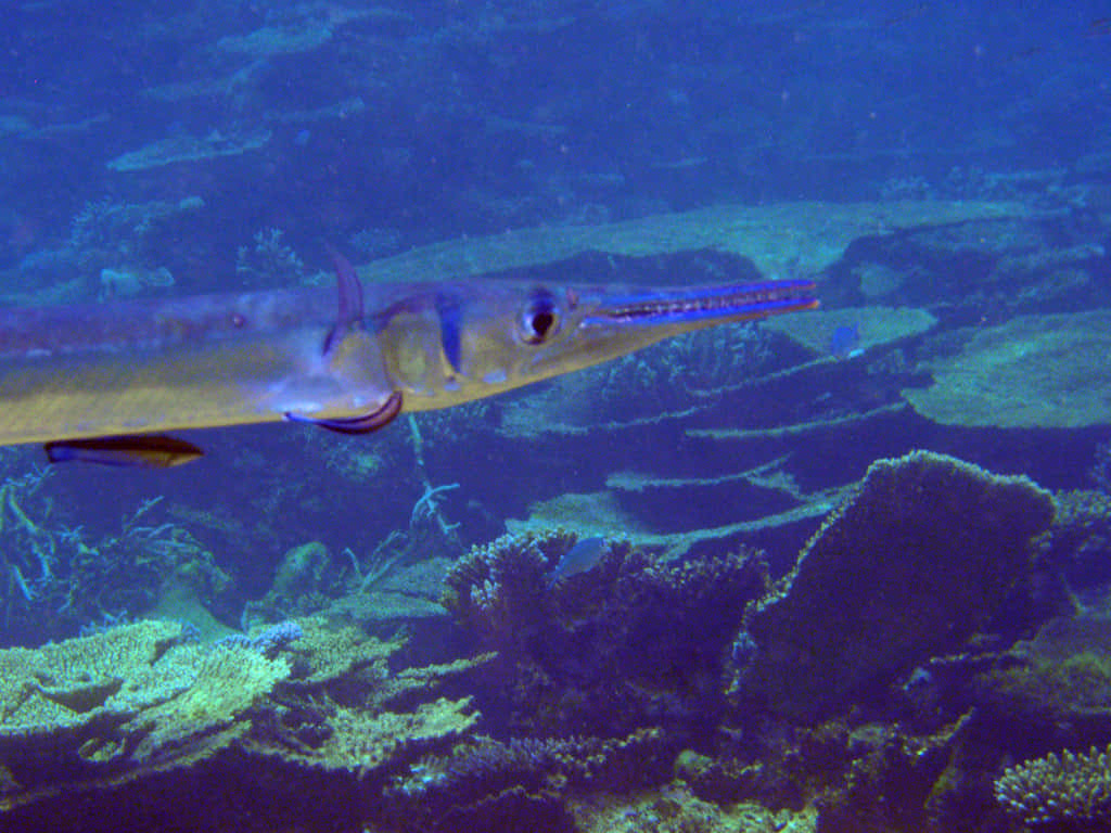 Needlefish Swimming Underwater.jpg Wallpaper