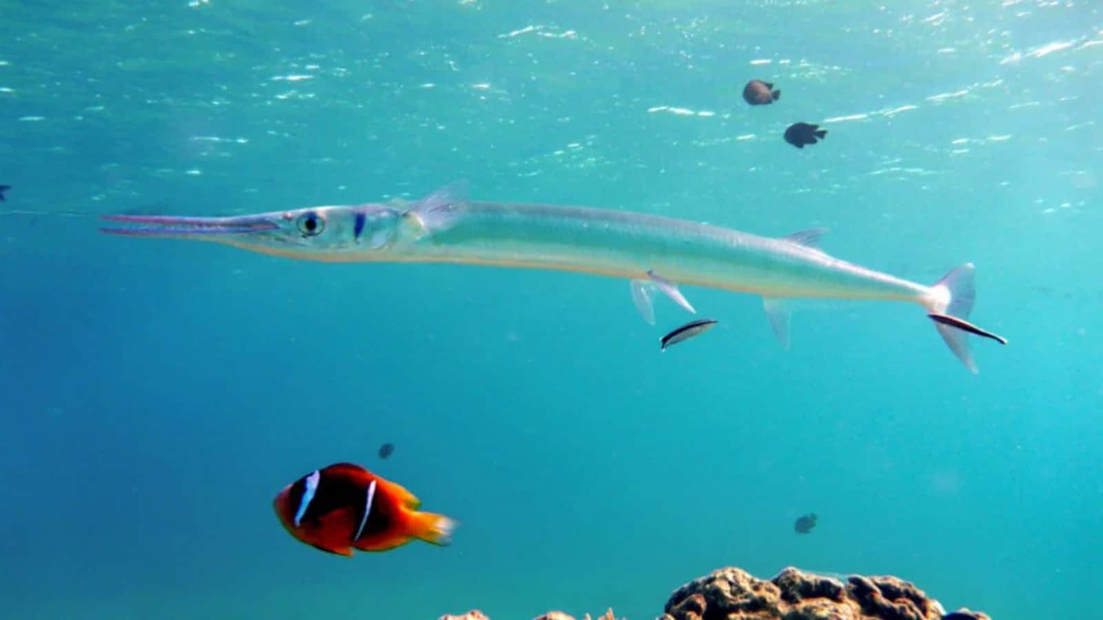 Needlefish Swimming Underwater.jpg Wallpaper