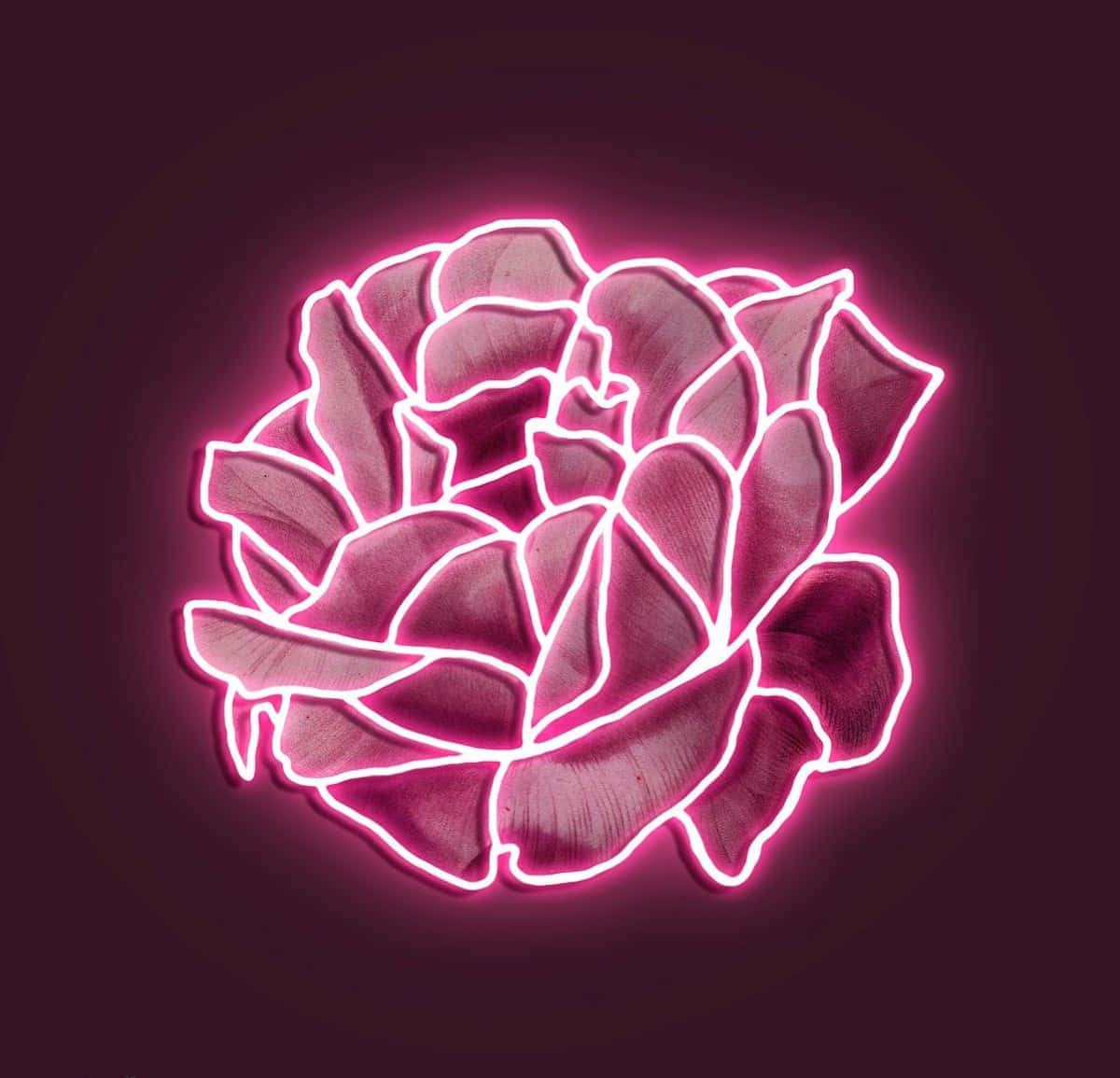 Neon Pink Glowing Succulent Art Wallpaper