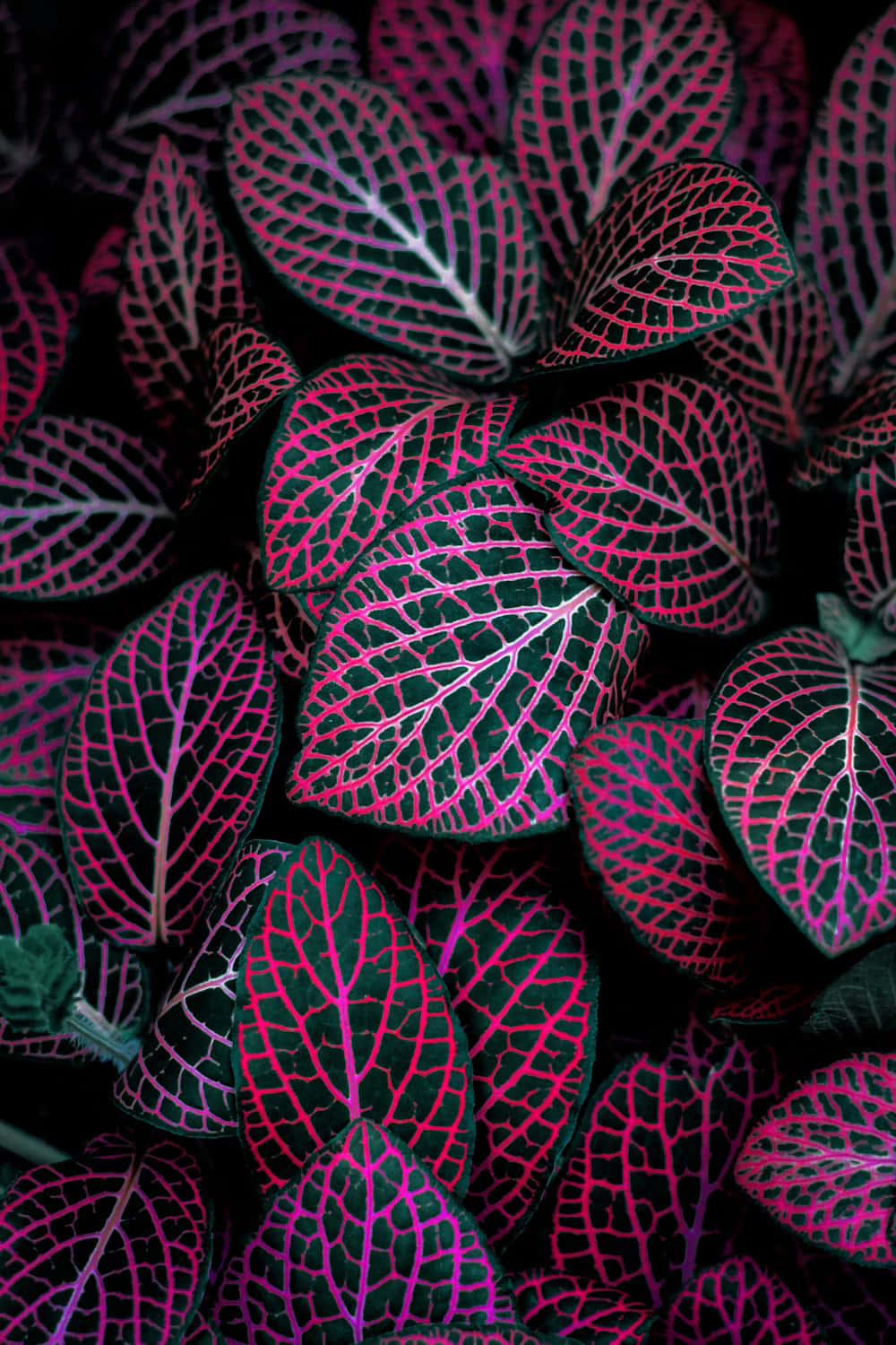 Neon Pink Veined Leaves Wallpaper