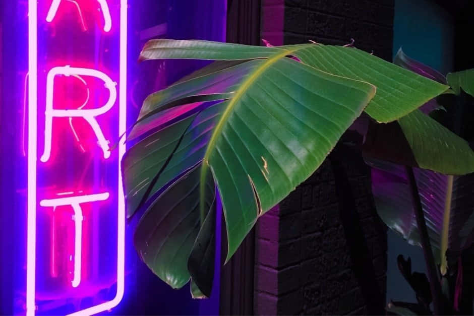 Neon Purple Grunge Aesthetic With Plant.jpg Wallpaper