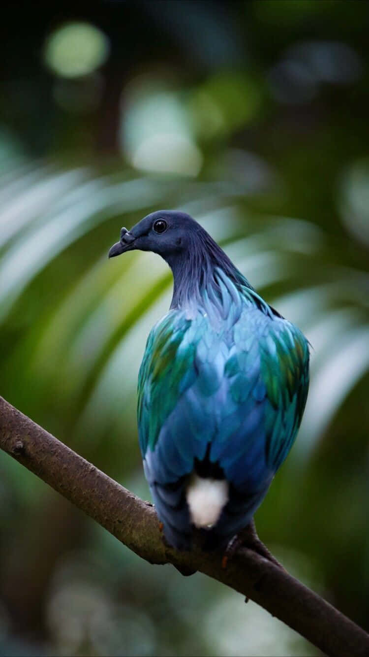 Nicobar Pigeon Bird Bird Iphone Background Image Wallpaper