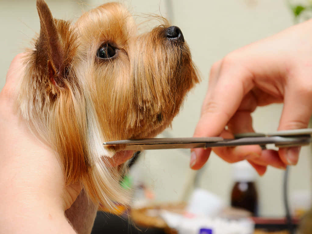 No Matter Which Look You're Going For, Proper Grooming Is Key Wallpaper