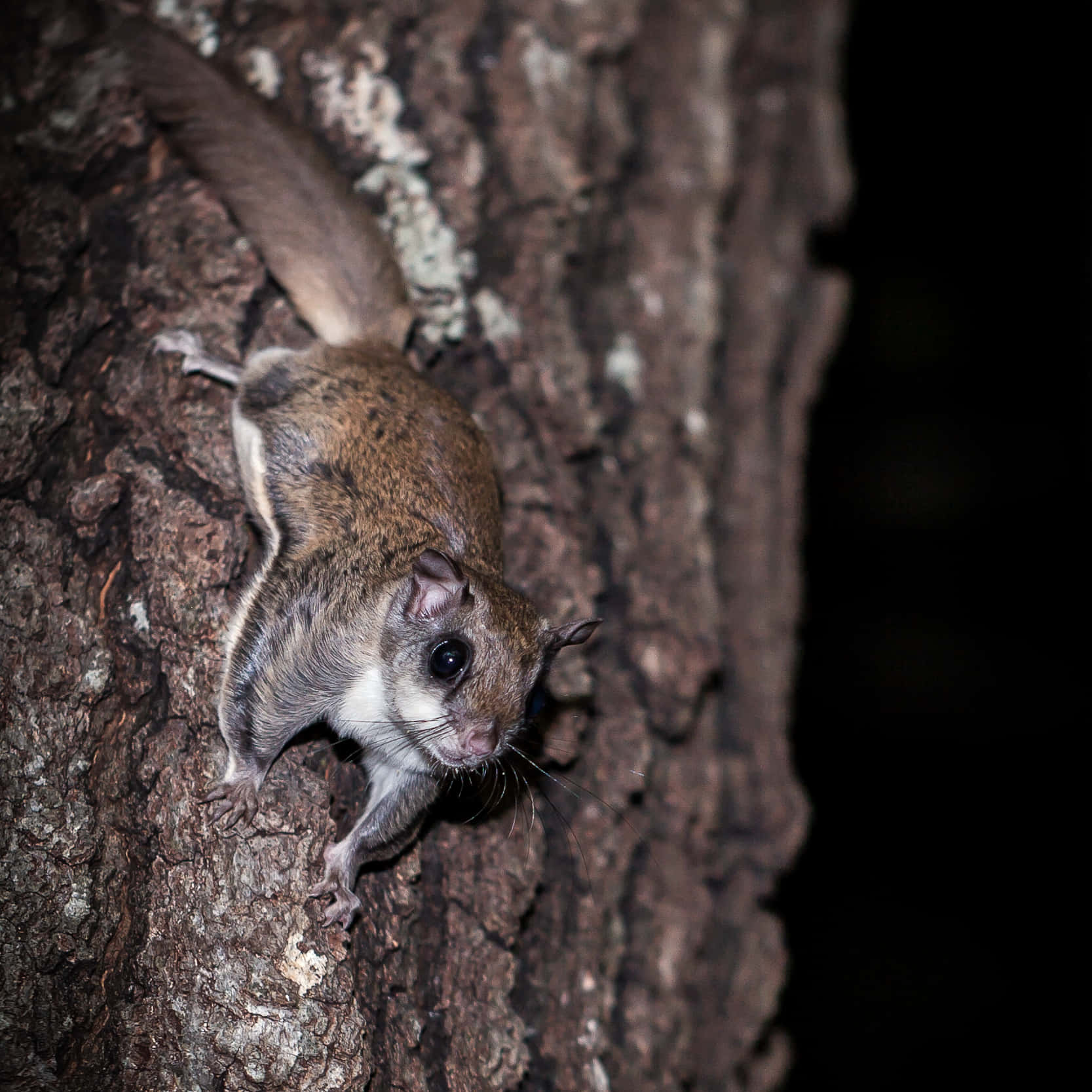 Nocturnal Flying Squirrel On Tree Wallpaper