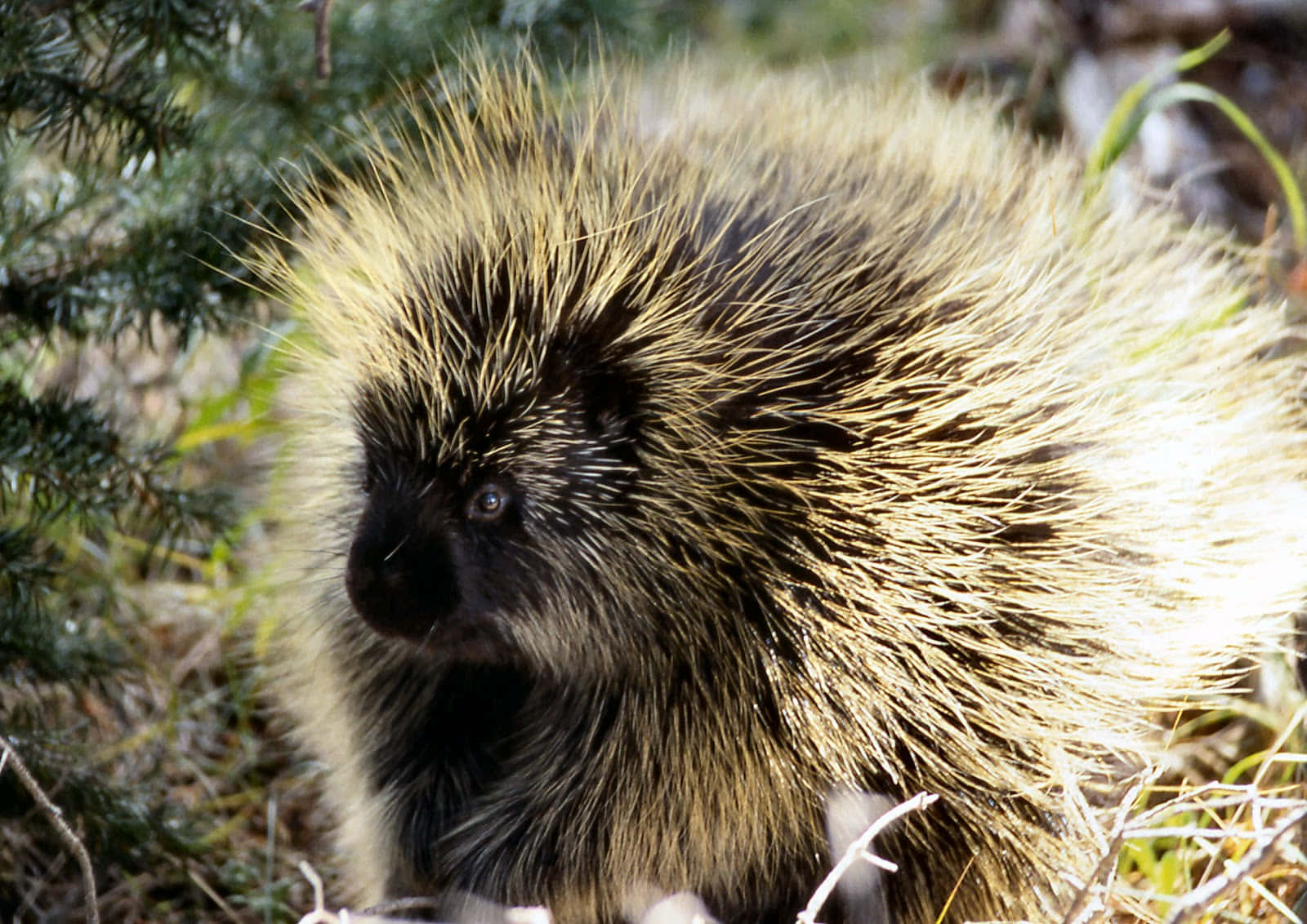 North American Porcupinein Habitat.jpg Wallpaper