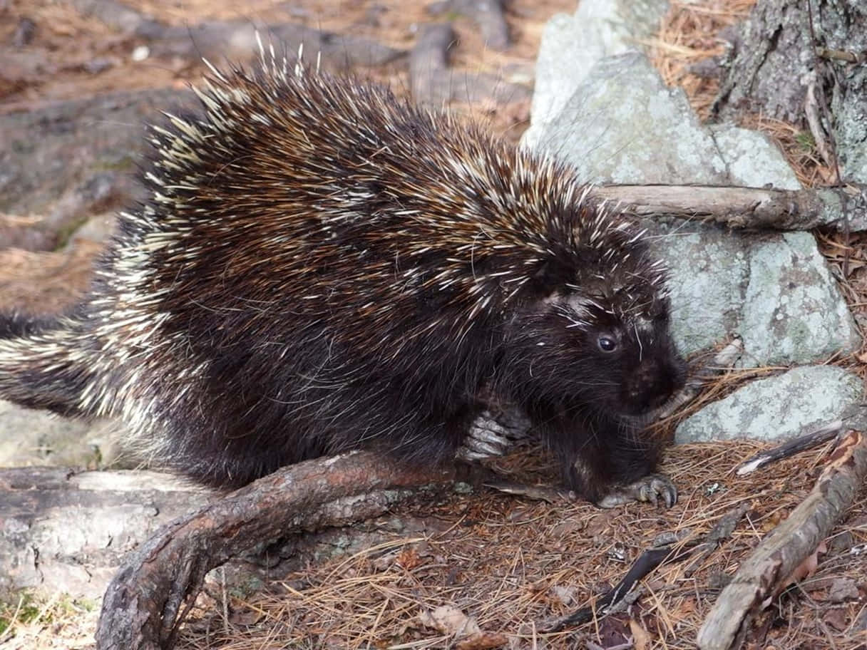 North American Porcupinein Natural Habitat.jpg Wallpaper