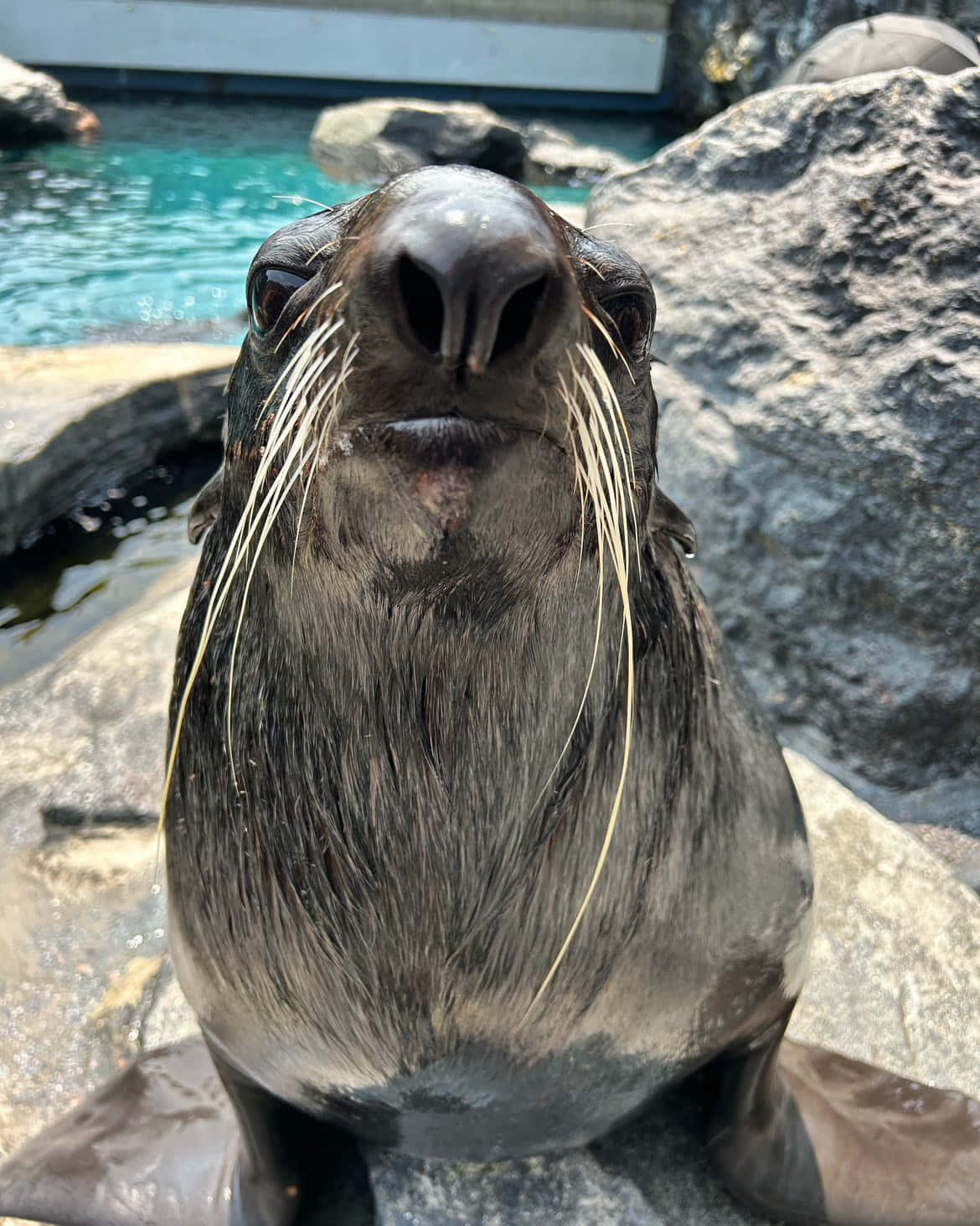 Northern Fur Seal Close Up Wallpaper