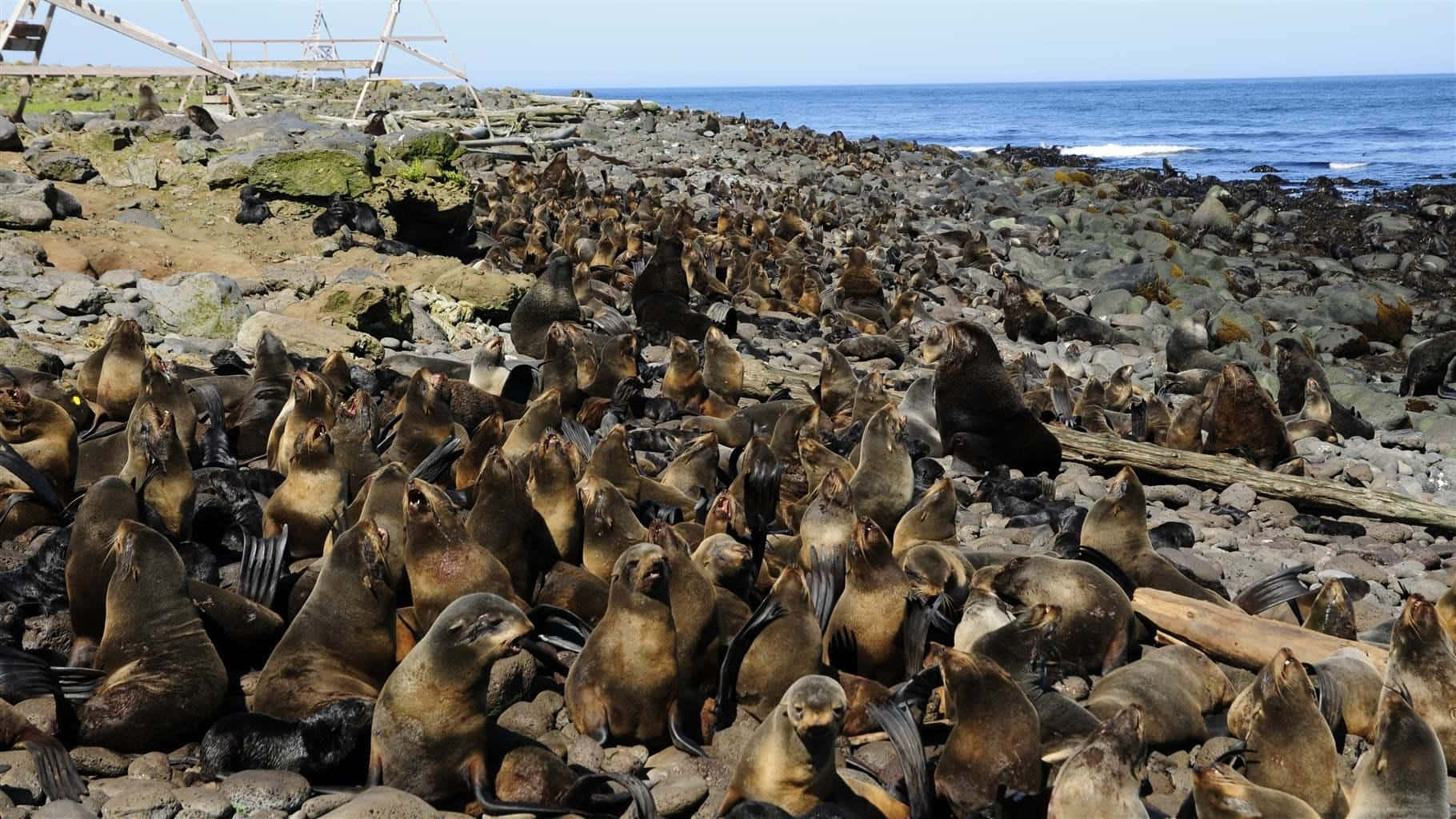 Northern Fur Seal Colony Coastline Wallpaper