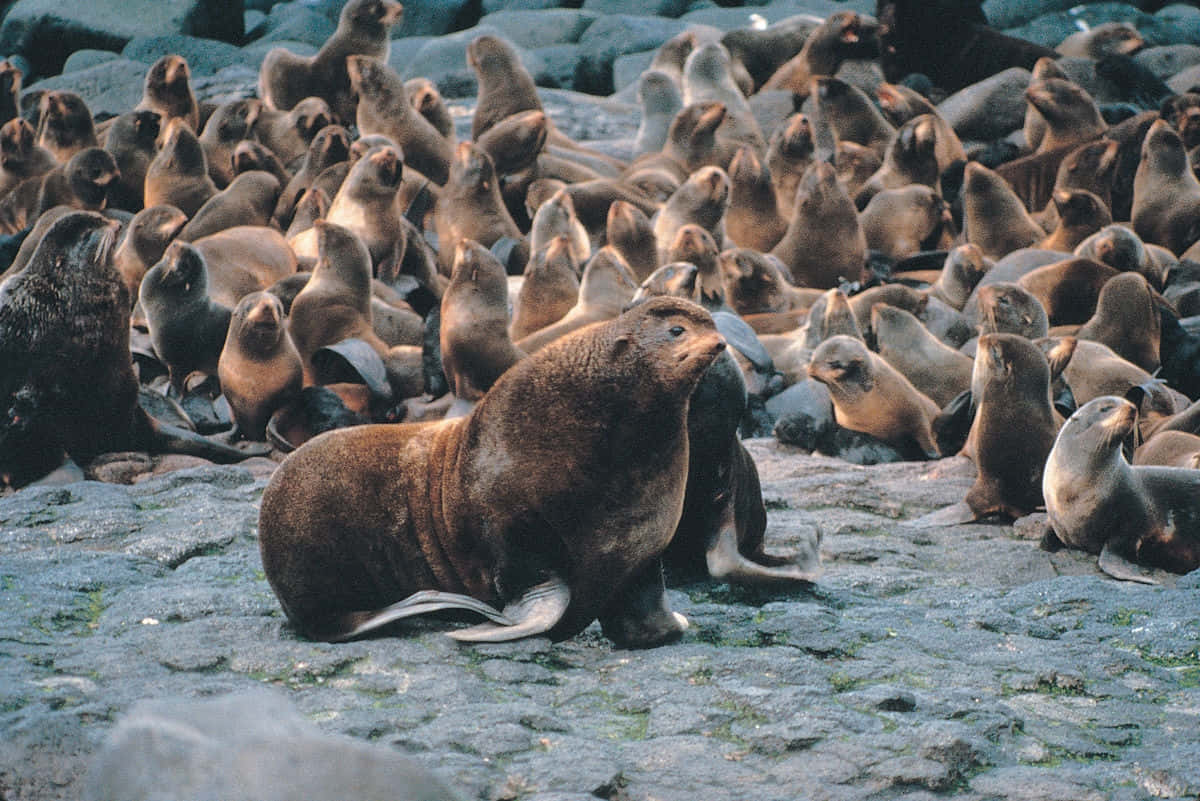 Northern Fur Seal Colony Leader Wallpaper