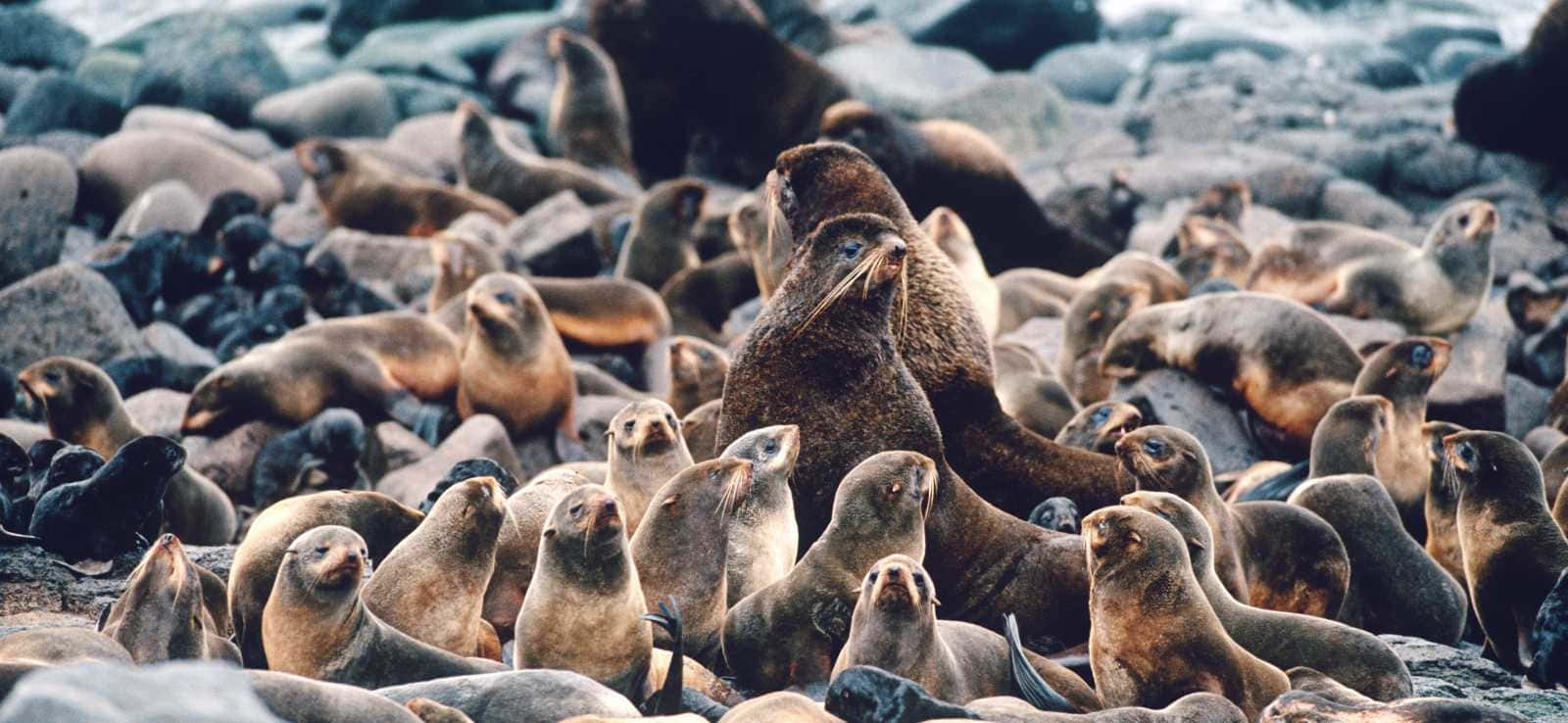 Northern Fur Seal Colony Restingon Rocks Wallpaper