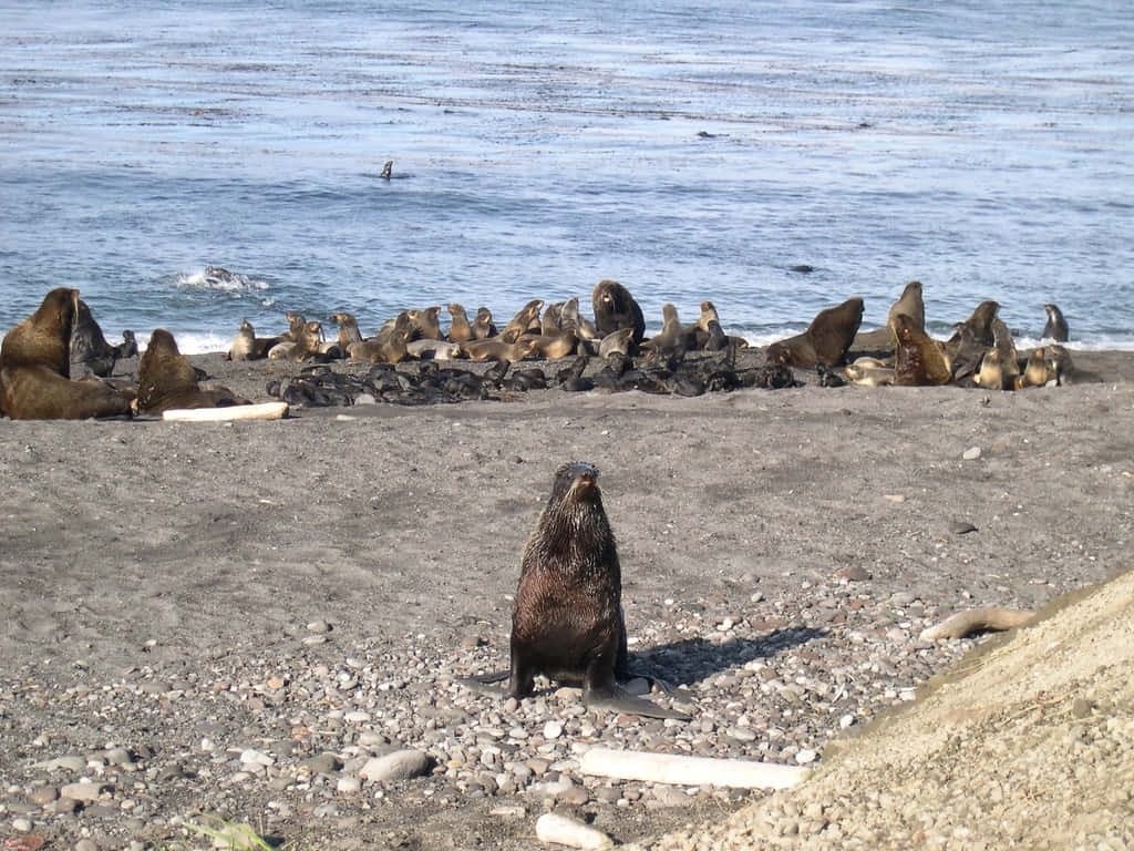 Northern Fur Seal Colonyon Shoreline Wallpaper