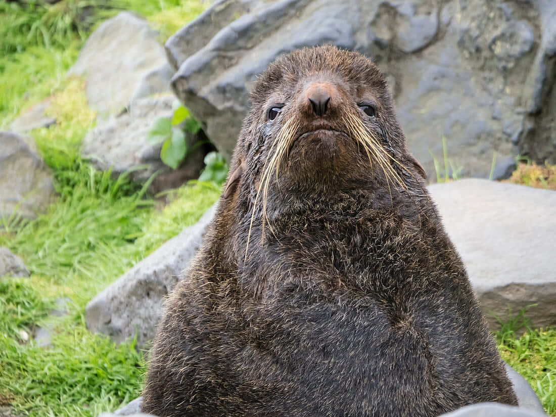 Northern Fur Seal Portrait Wallpaper