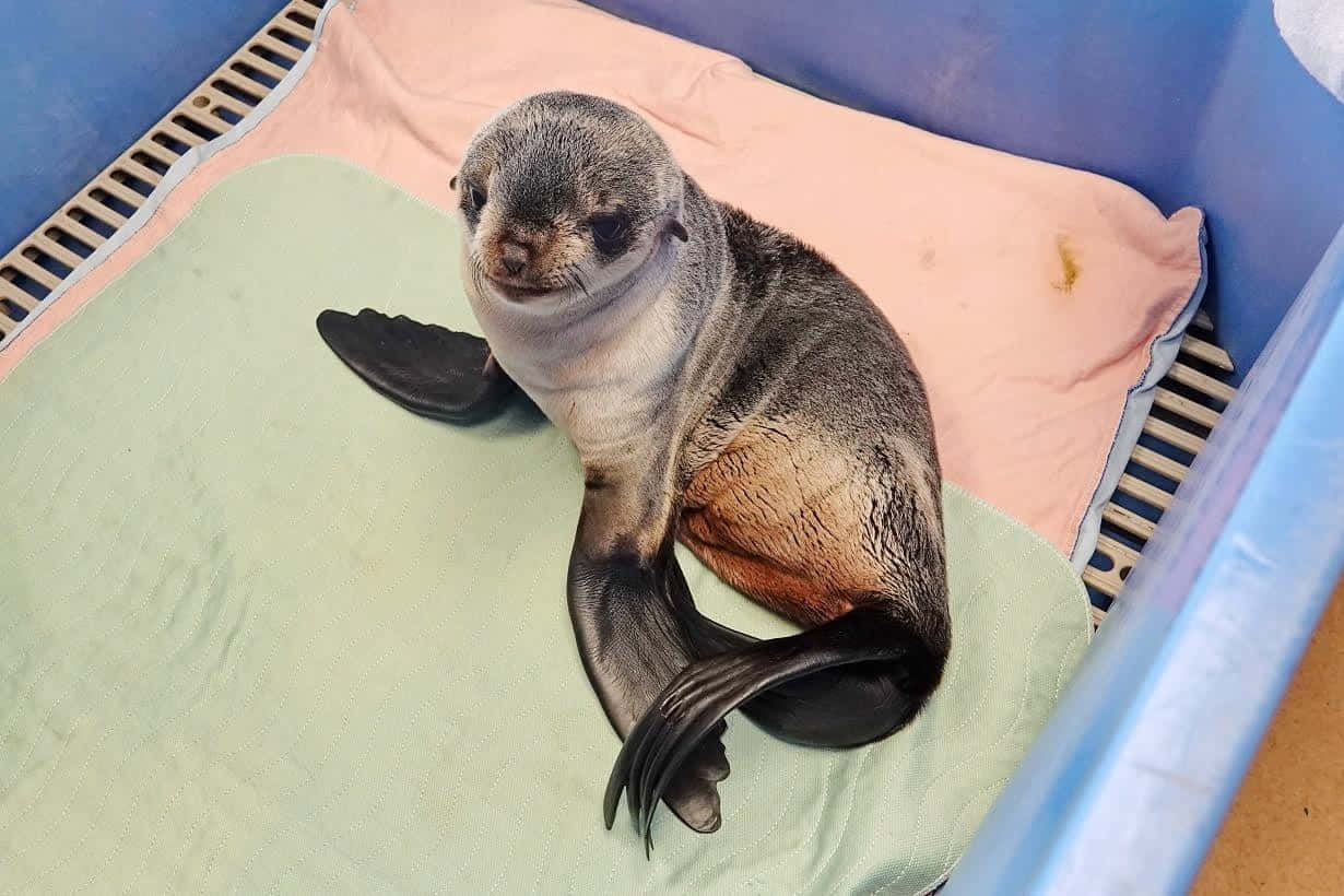 Northern Fur Seal Pup Resting Wallpaper