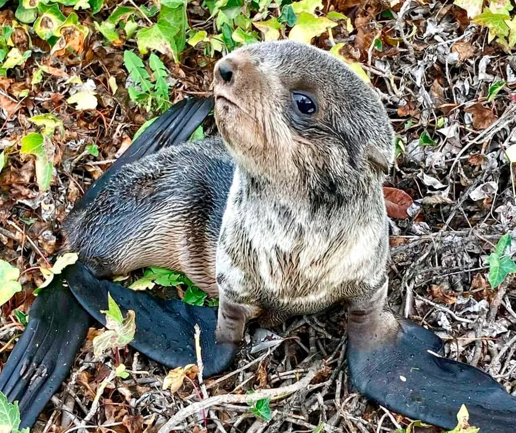 Northern Fur Seal Pupin Nature.jpg Wallpaper