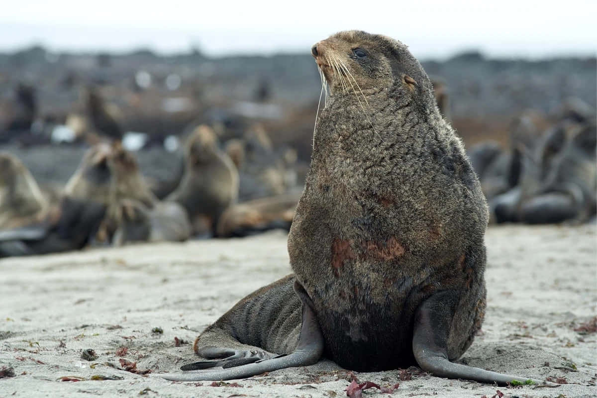 Northern Fur Seal Restingon Beach Wallpaper