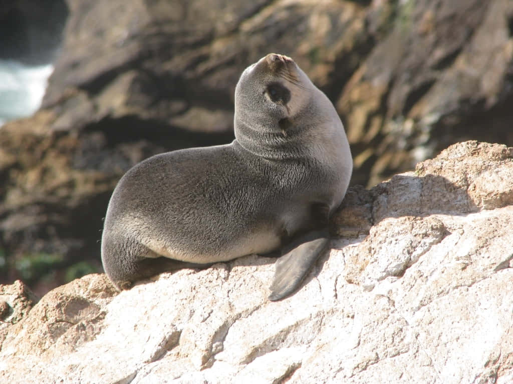 Northern Fur Seal Restingon Rocks.jpg Wallpaper