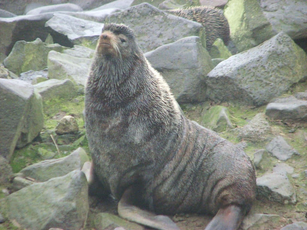 Northern Fur Seal Restingon Rocks.jpg Wallpaper