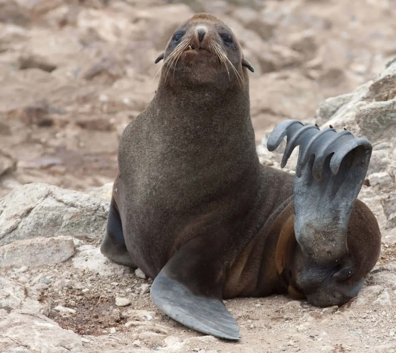 Northern Fur Seal Restingon Rocks.jpg Wallpaper