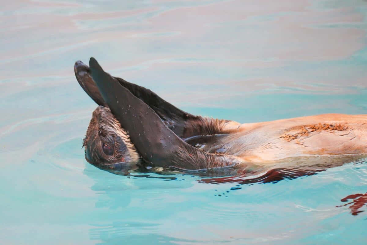 Northern Fur Seal Swimming Wallpaper