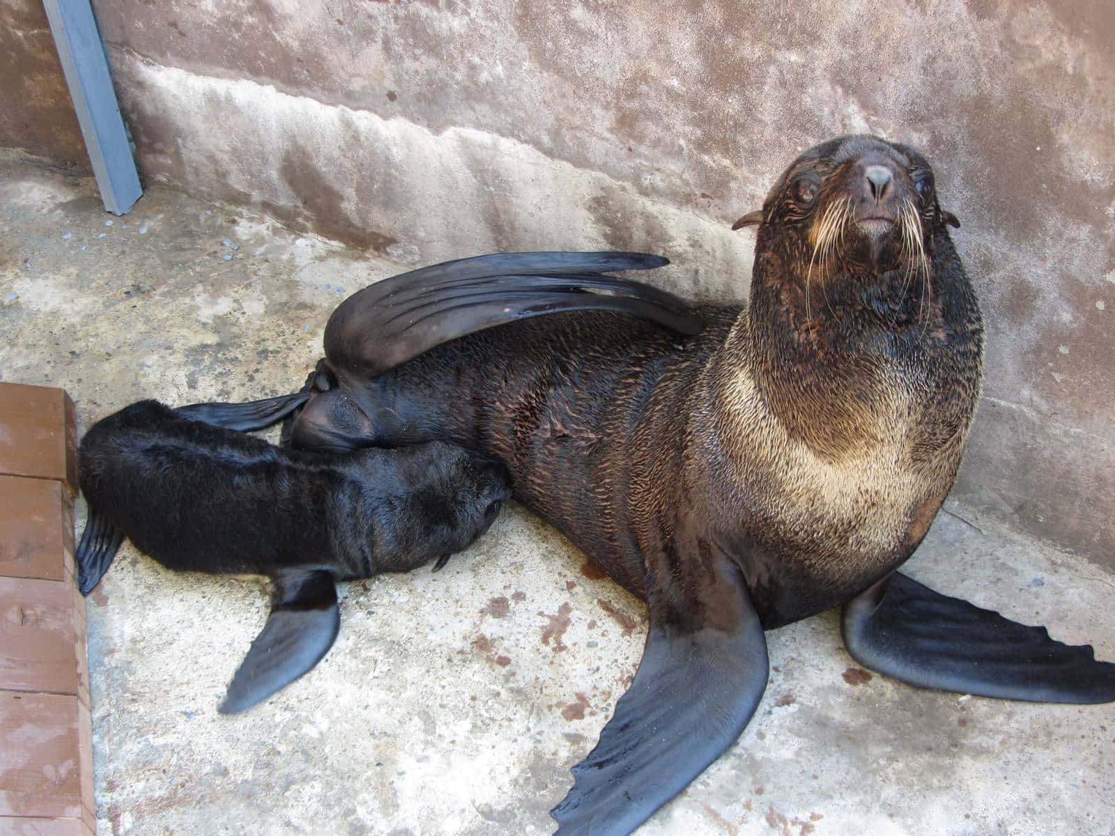 Northern Fur Sealand Pup Resting.jpg Wallpaper