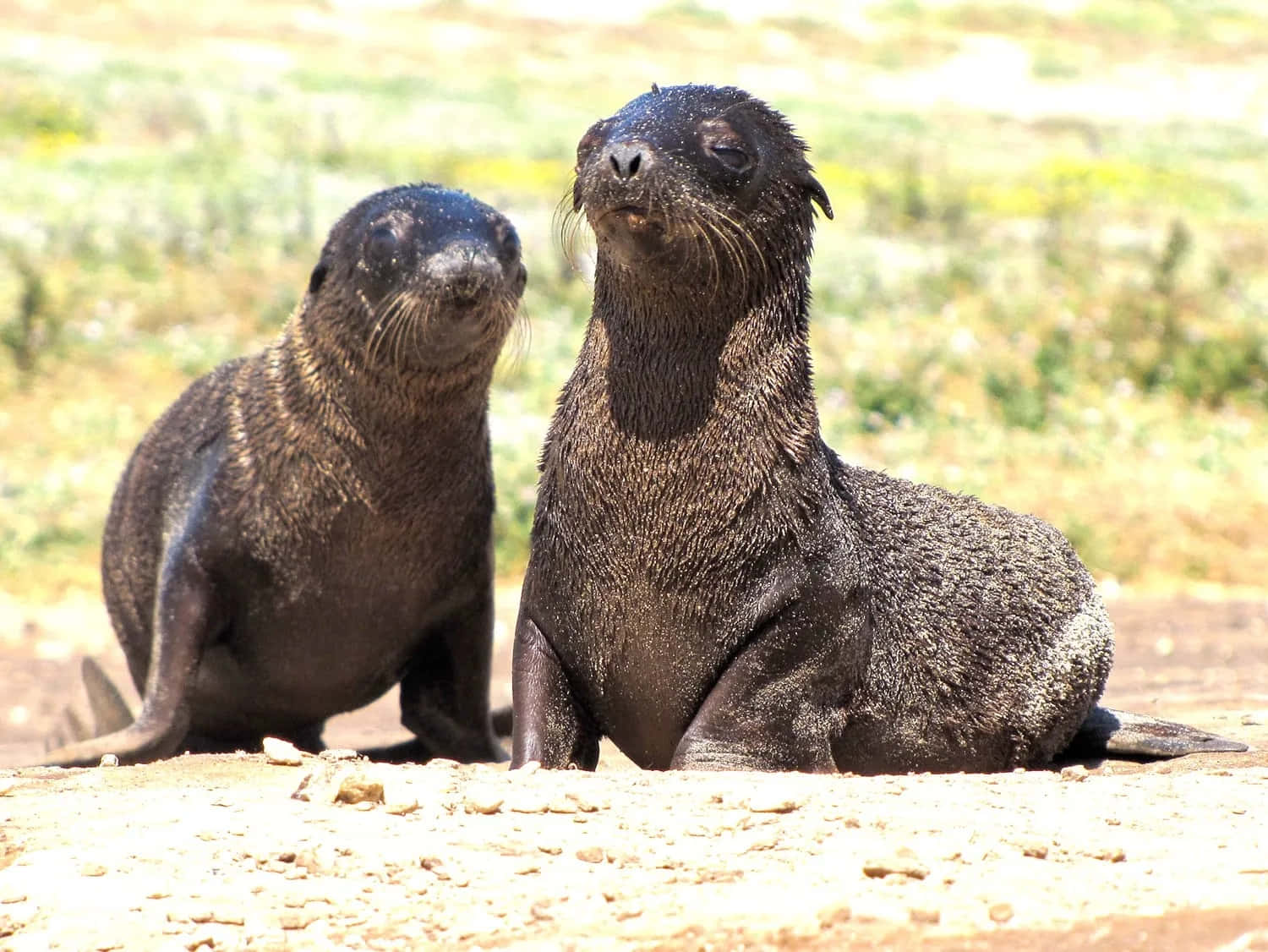 Northern Fur Seals Baskingin Sunlight Wallpaper