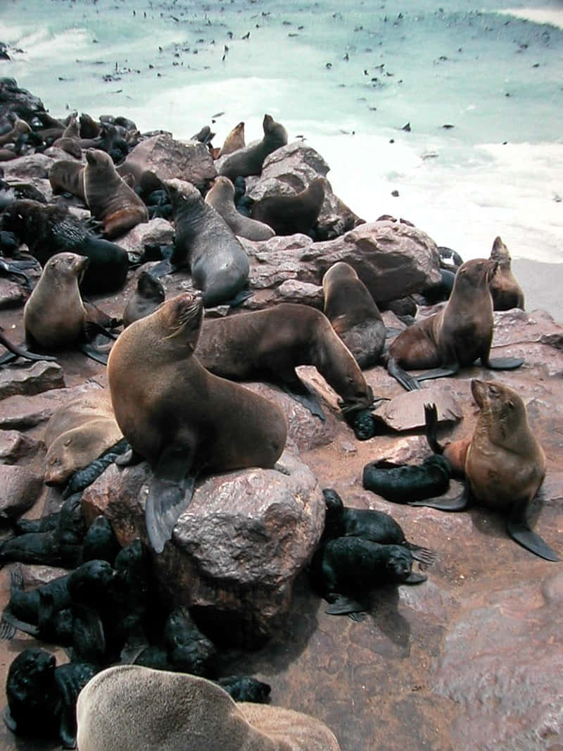 Northern Fur Seals Restingon Rocks Wallpaper