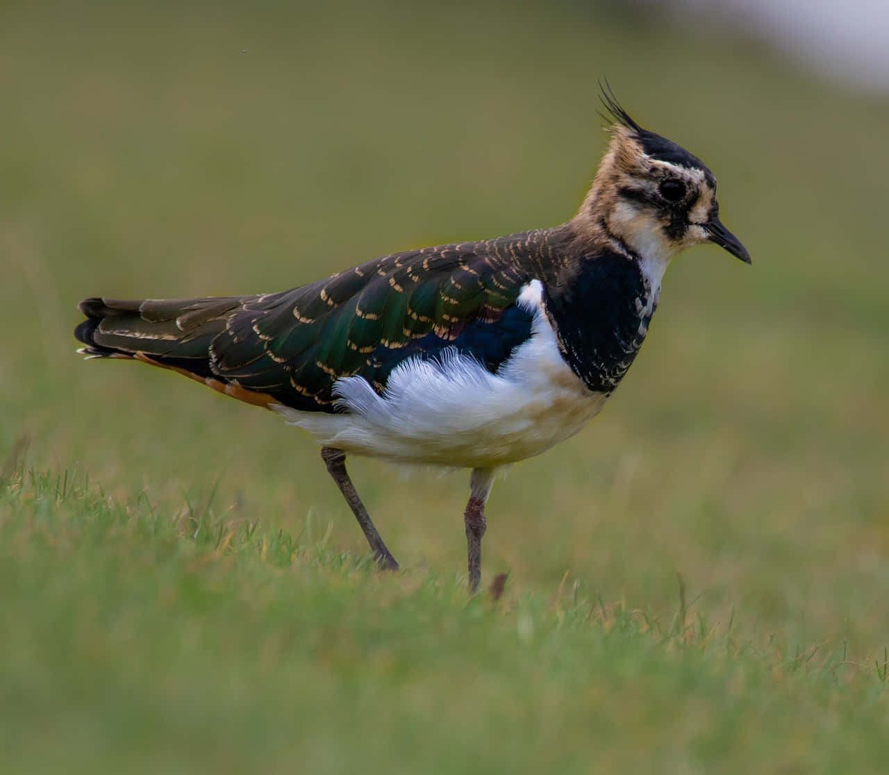 Northern Lapwingin Grassland.jpg Wallpaper