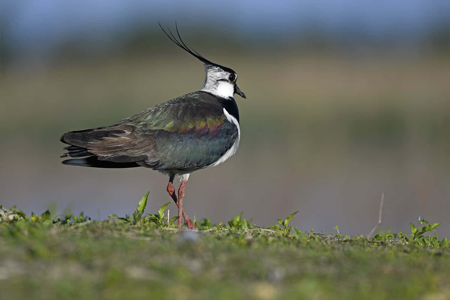 Northern Lapwingin Grassy Habitat.jpg Wallpaper