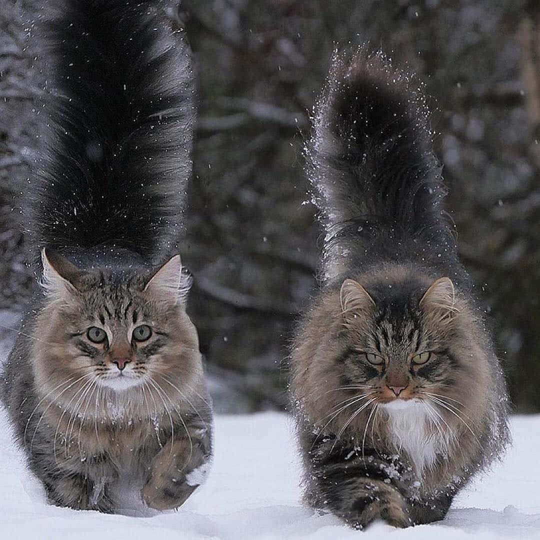 Norwegian Forest Cat 1080 X 1080 Wallpaper Wallpaper