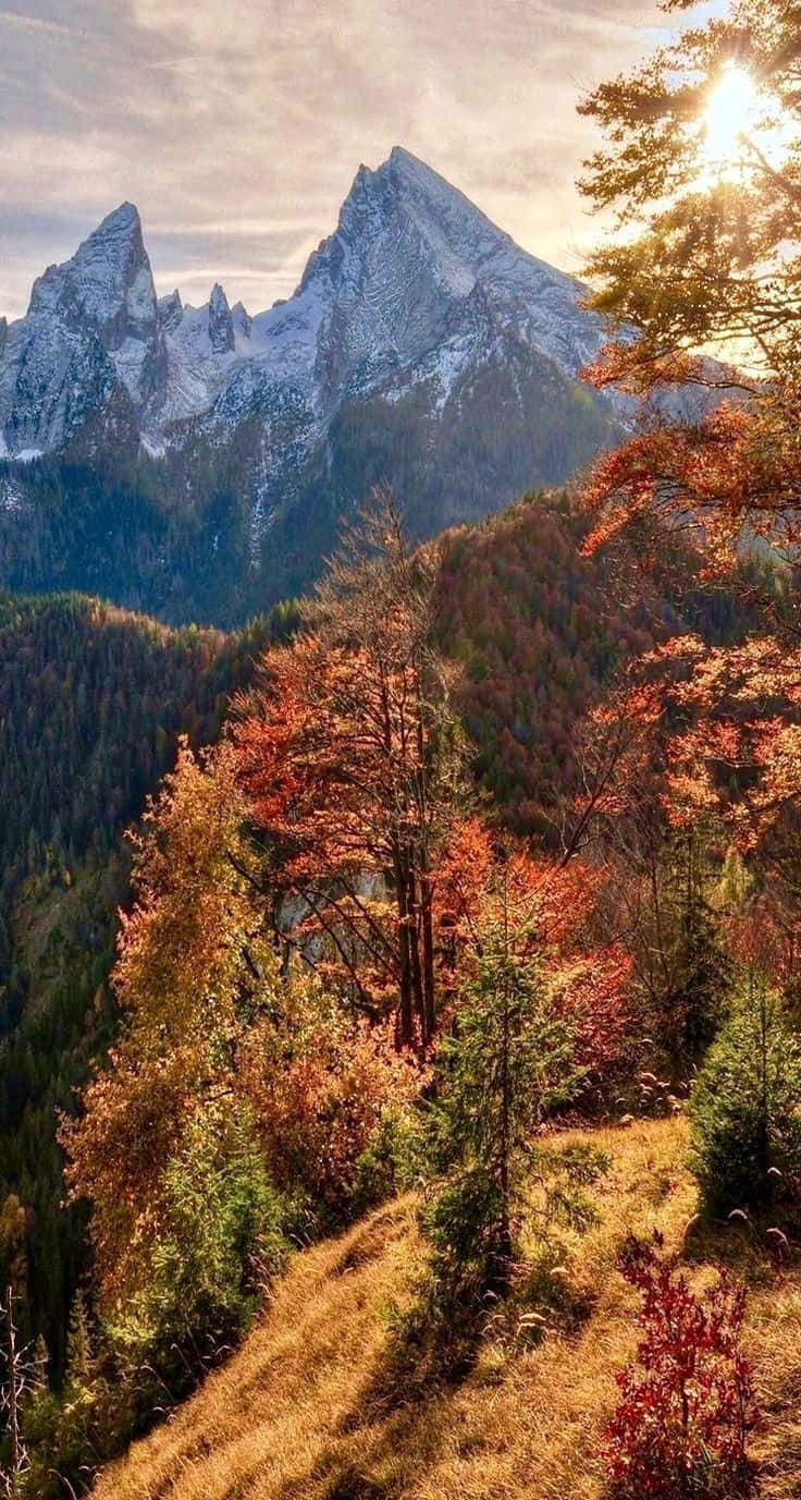 November Fall Forest Mountain Mobile Wallpaper