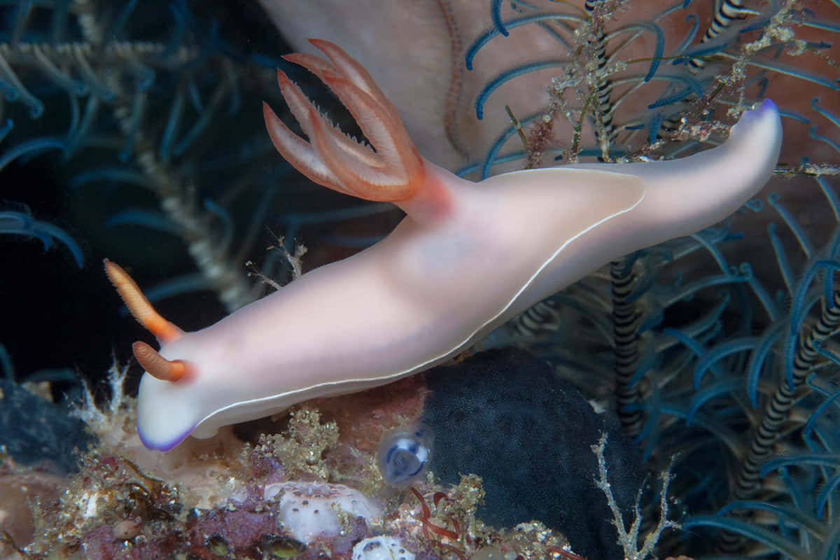 Nudibranchin Coral Reef Wallpaper