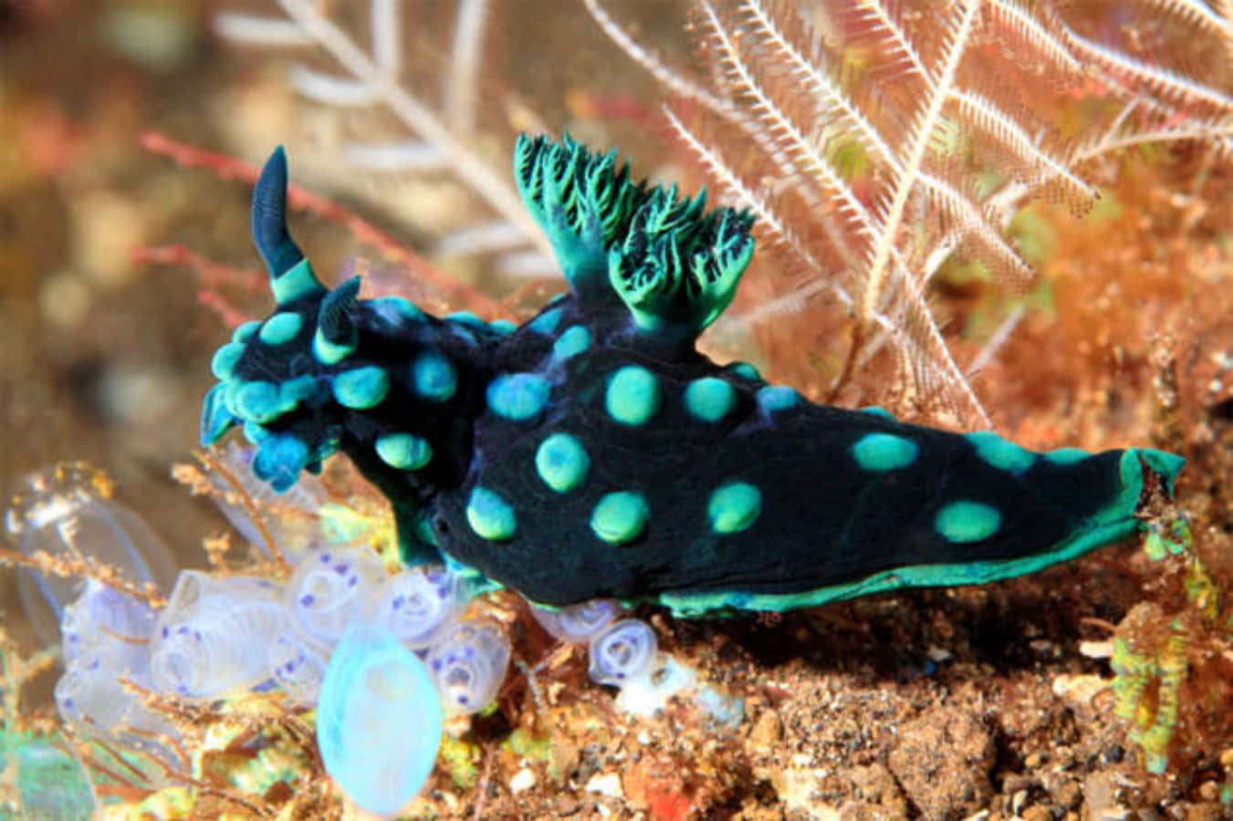 Nudibranchin Natural Habitat Wallpaper