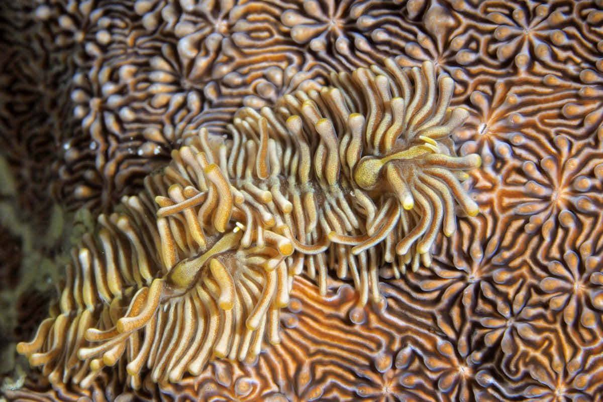 Nudibranchon Coral Patterns.jpg Wallpaper