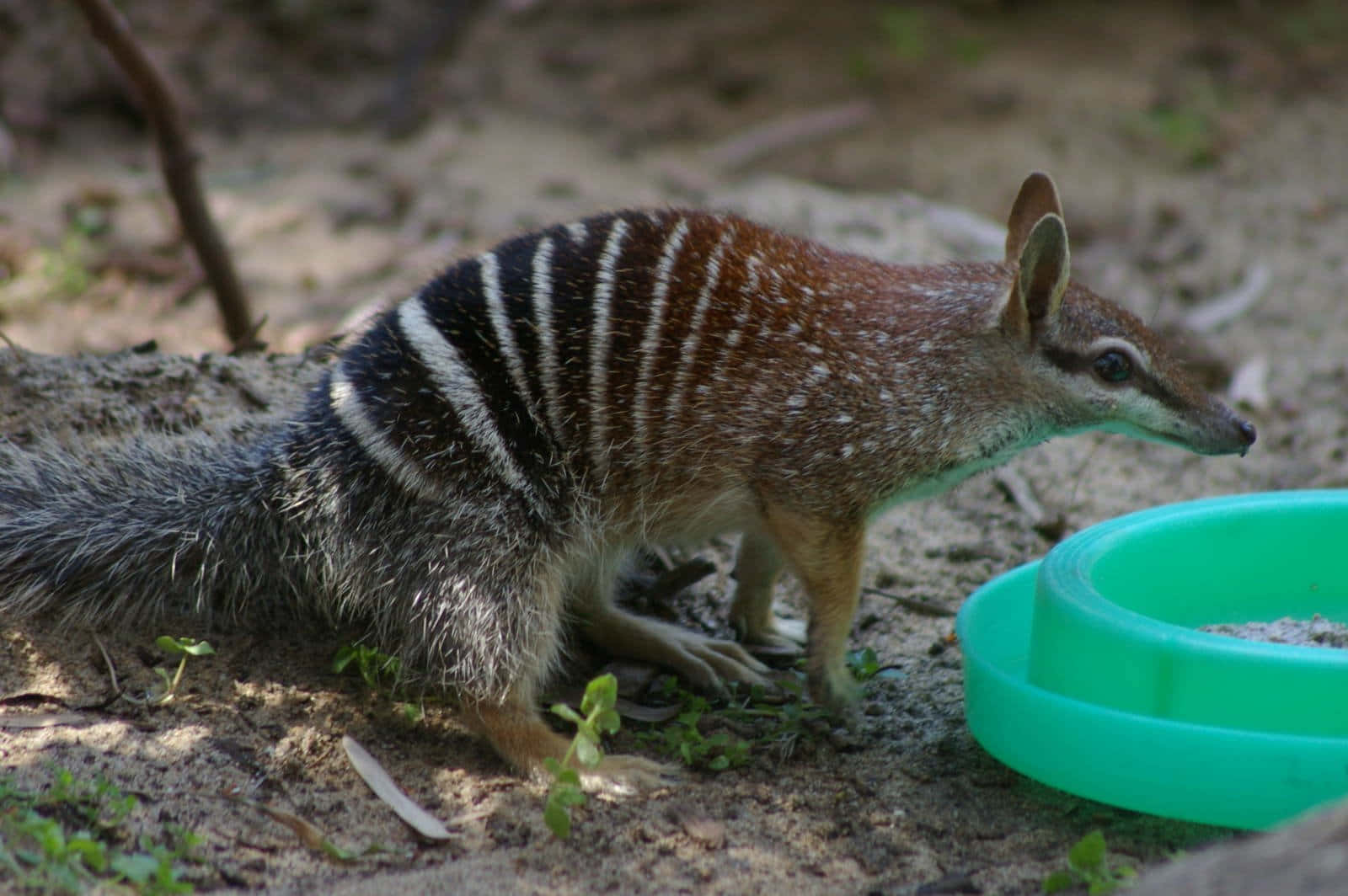 Numbat Near Water Dish Wallpaper