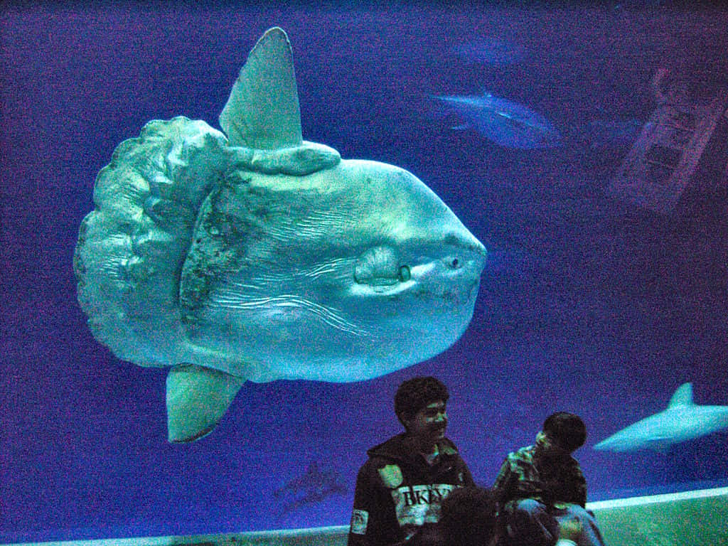 Oceanic Sunfish Aquarium Encounter.jpg Wallpaper