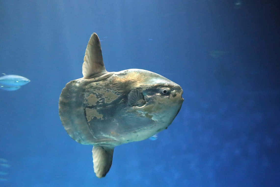 Oceanic Sunfish Underwater Wallpaper