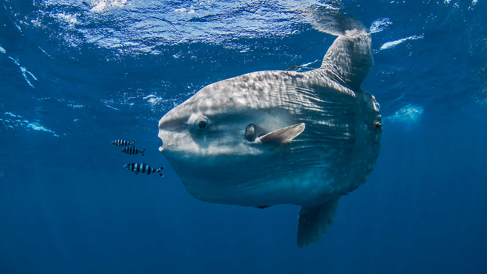 Oceanic Sunfish Underwater Wallpaper