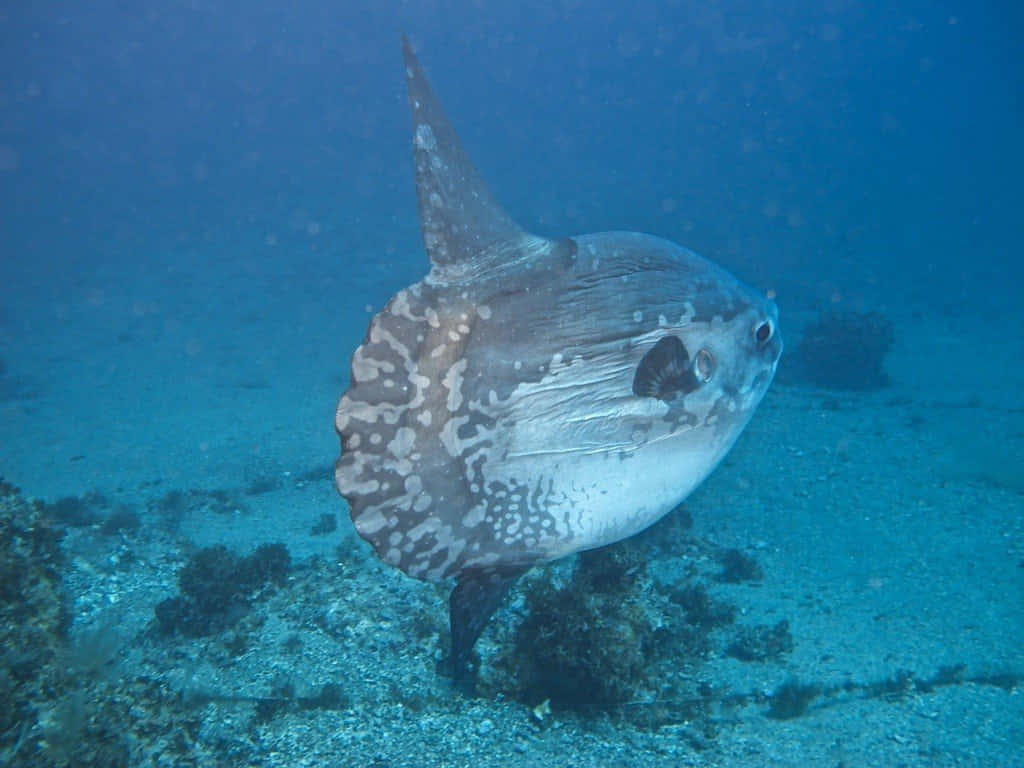 Oceanic Sunfish Underwater.jpg Wallpaper