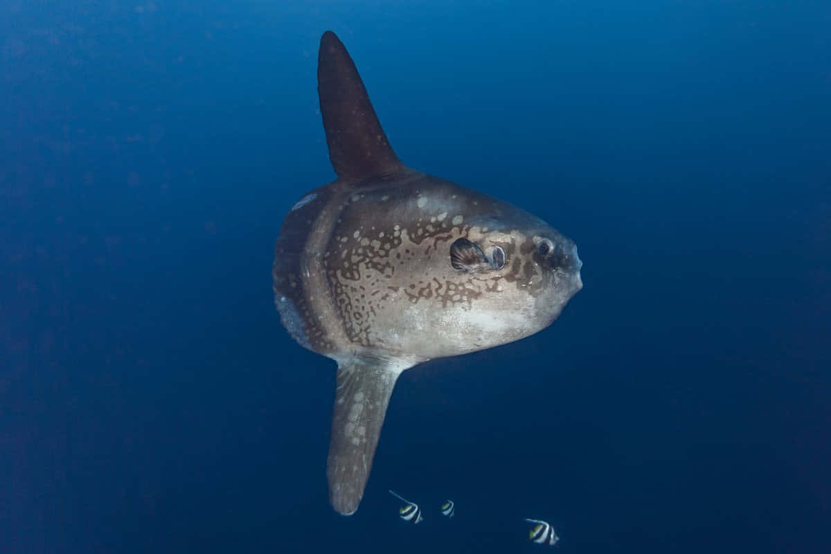 Oceanic Sunfish Underwater.jpg Wallpaper