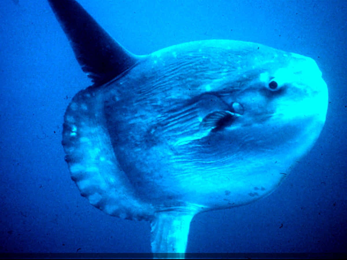 Oceanic Sunfish Underwater.jpg Wallpaper