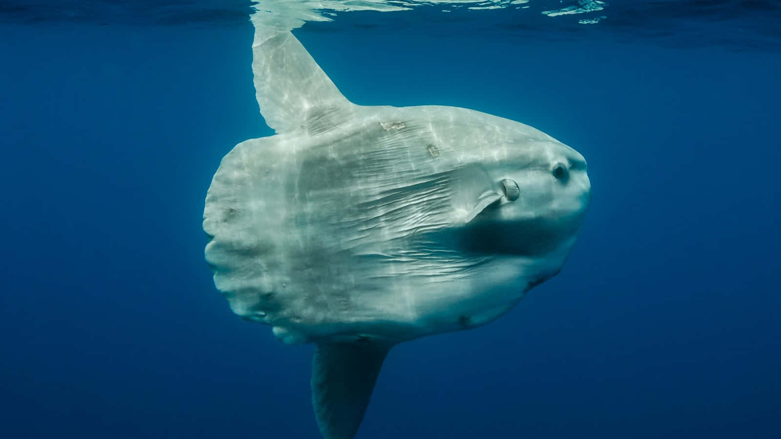 Oceanic Sunfish Underwater Wallpaper