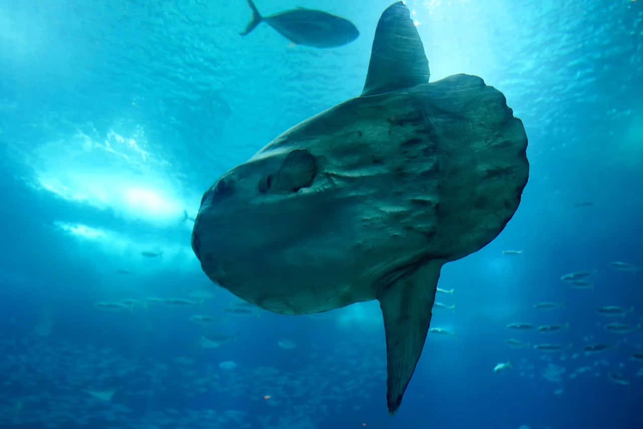 Oceanic Sunfish Underwater Wallpaper