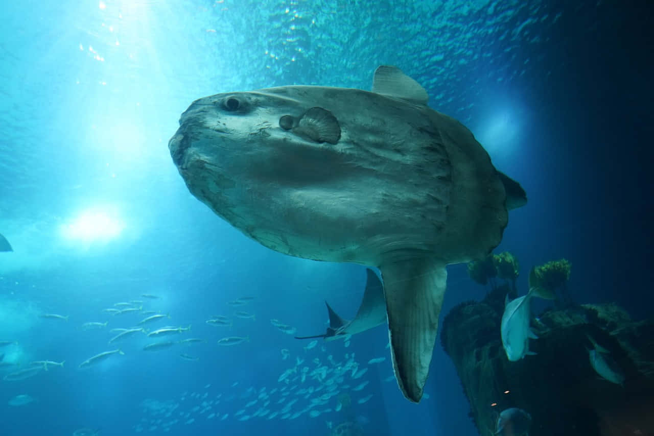 Oceanic Sunfish Underwater Scene.jpg Wallpaper