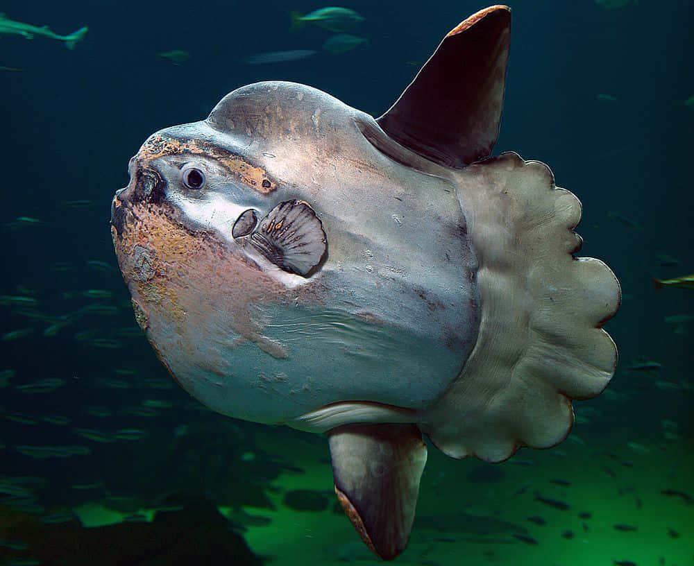 Oceanic Sunfish Underwater Wallpaper