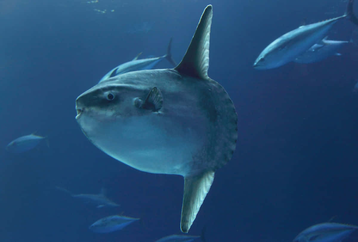 Oceanic Sunfish Underwater Wallpaper