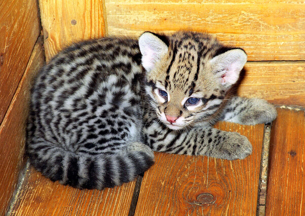 Ocelot Kitten Restingon Wooden Floor Wallpaper