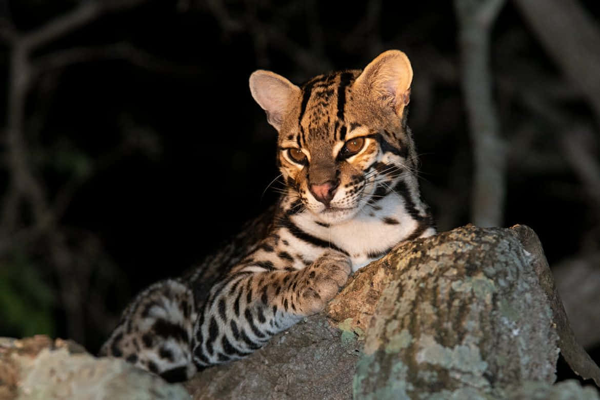 Ocelot Nighttime Vigilance.jpg Wallpaper